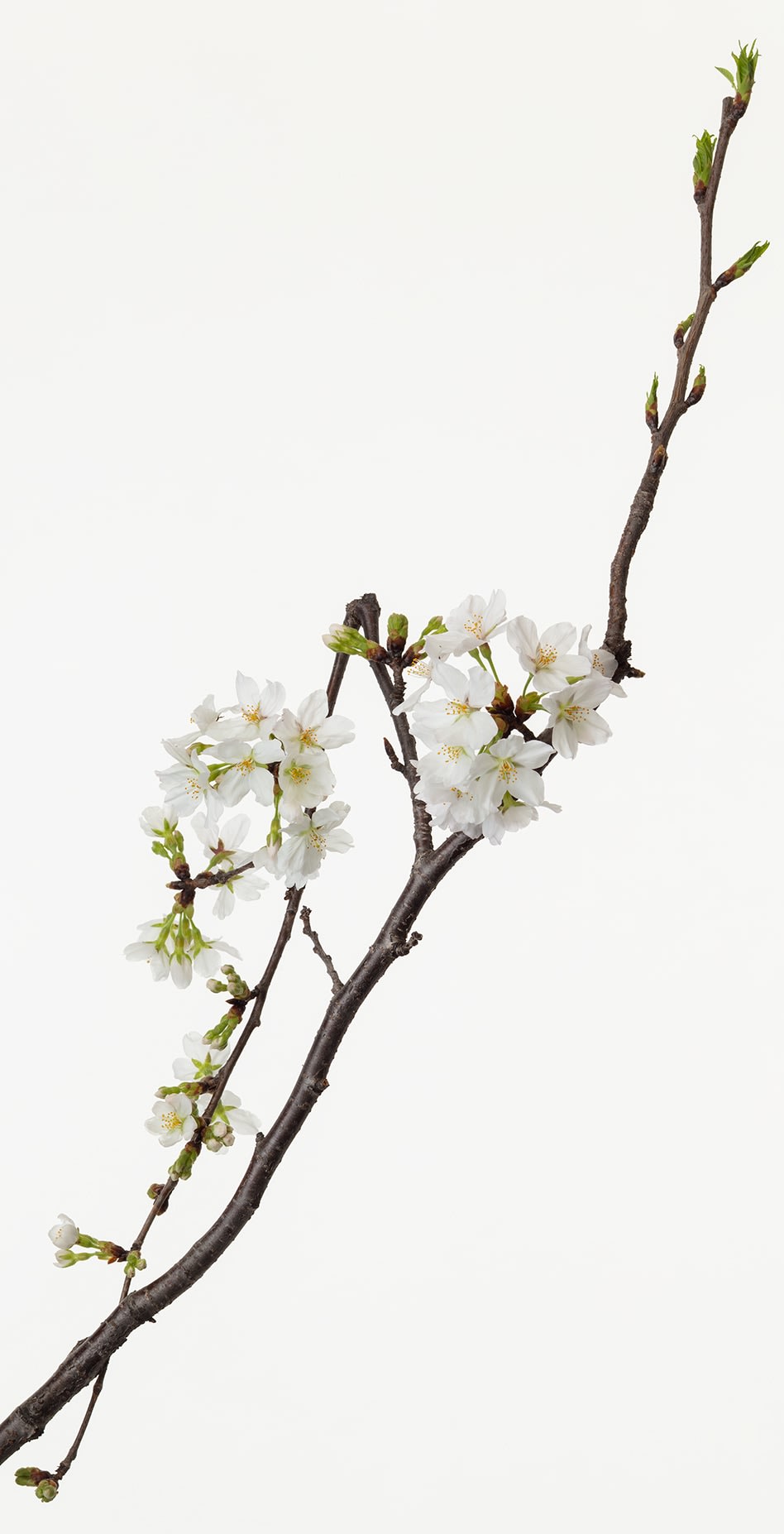 鞆岡 隆史|「桜 10」（1/15)