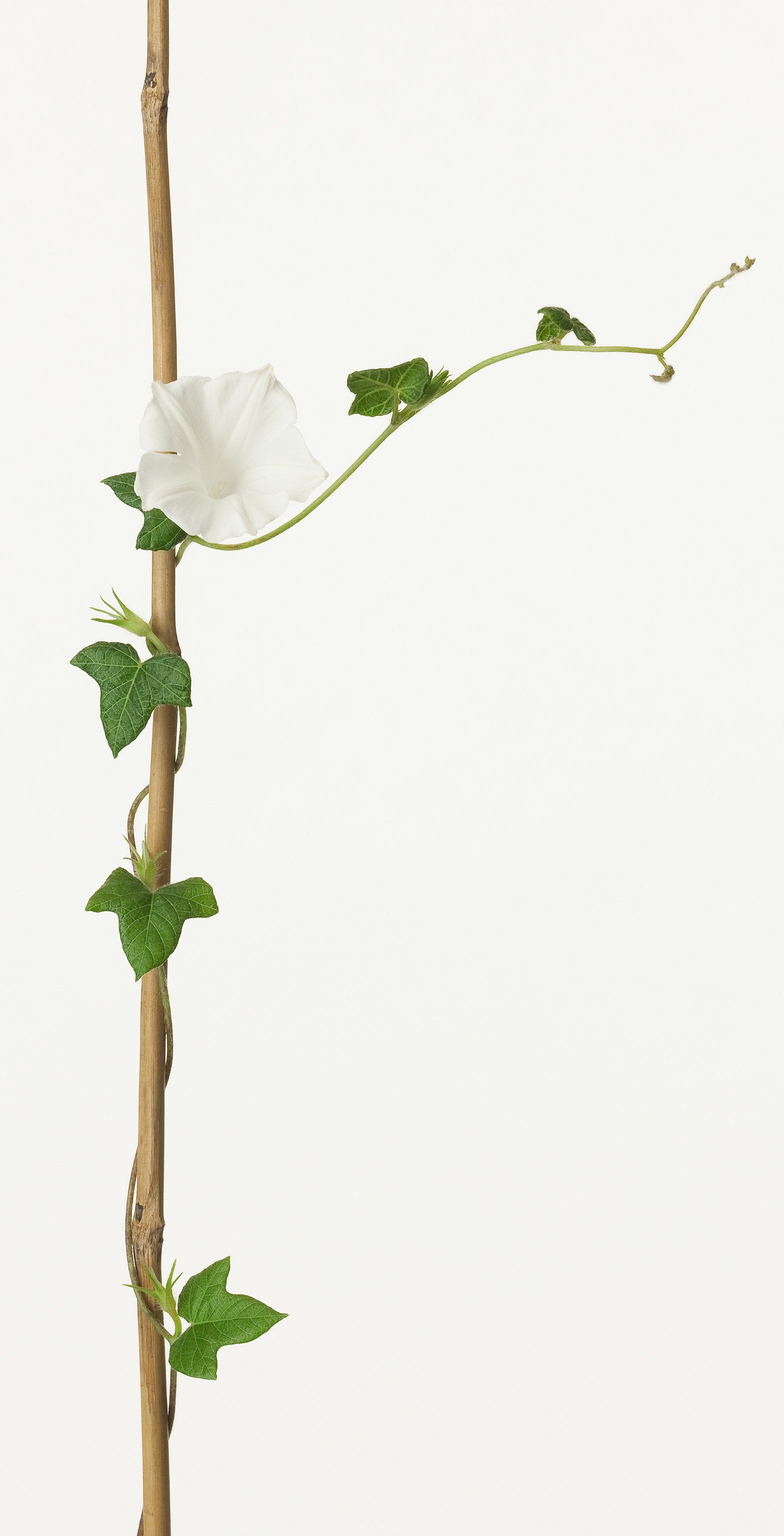 「朝顔 2」（2/15) | 鞆岡 隆史