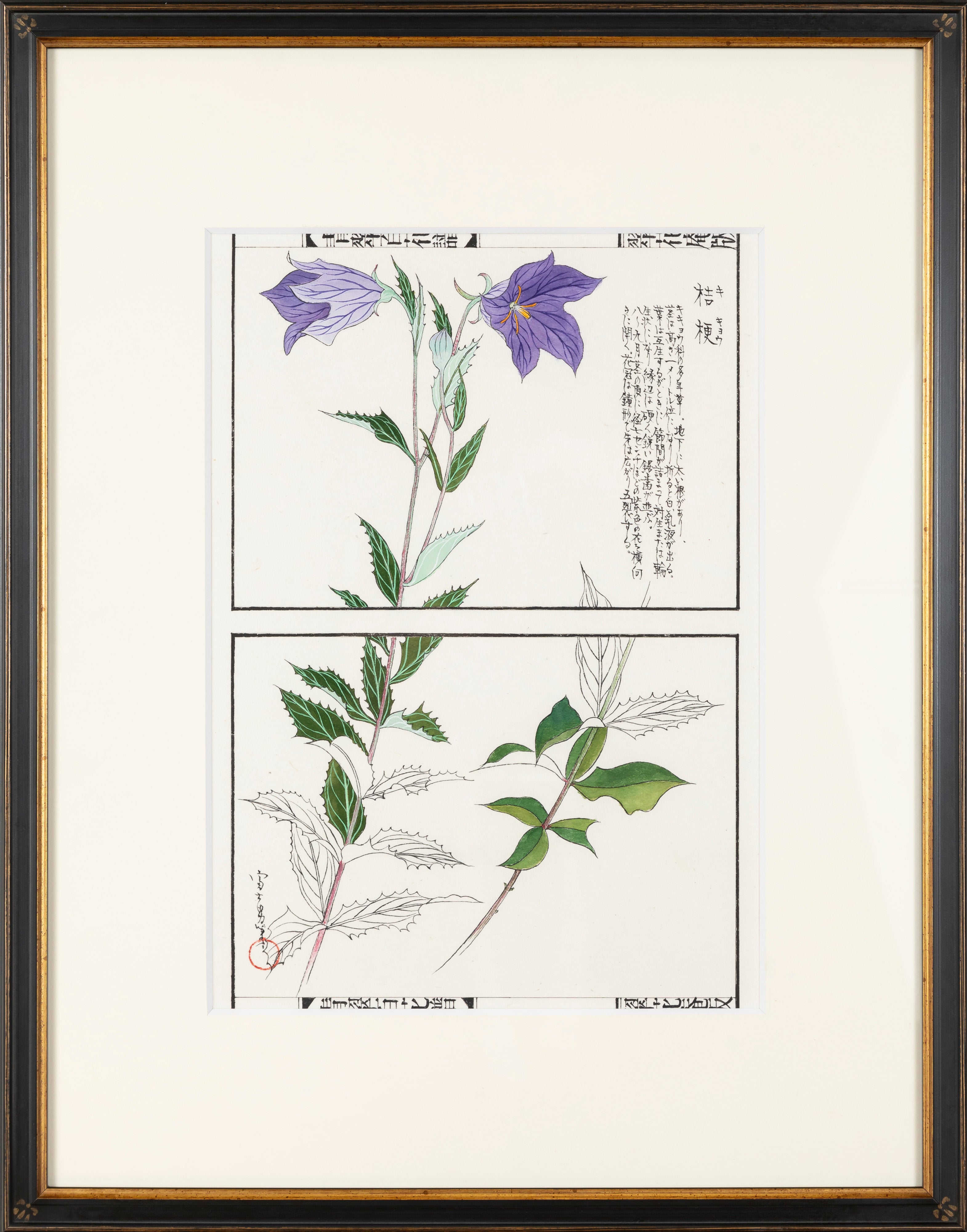 百花譜 「桔梗」 | 川岸 富士男