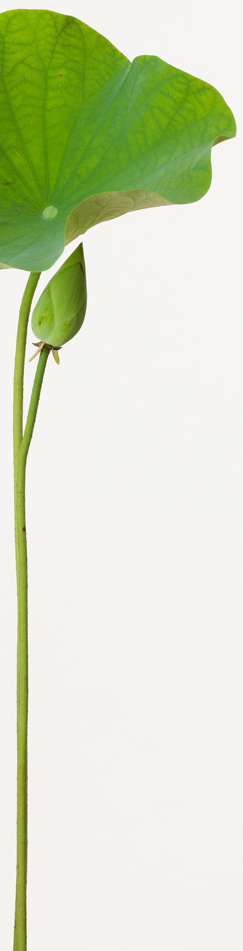 「真如蓮 4」（4/5) | 鞆岡 隆史