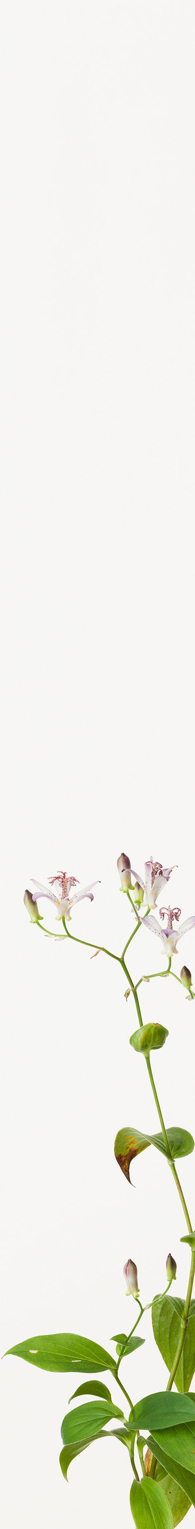 “樱花8”（1/15）