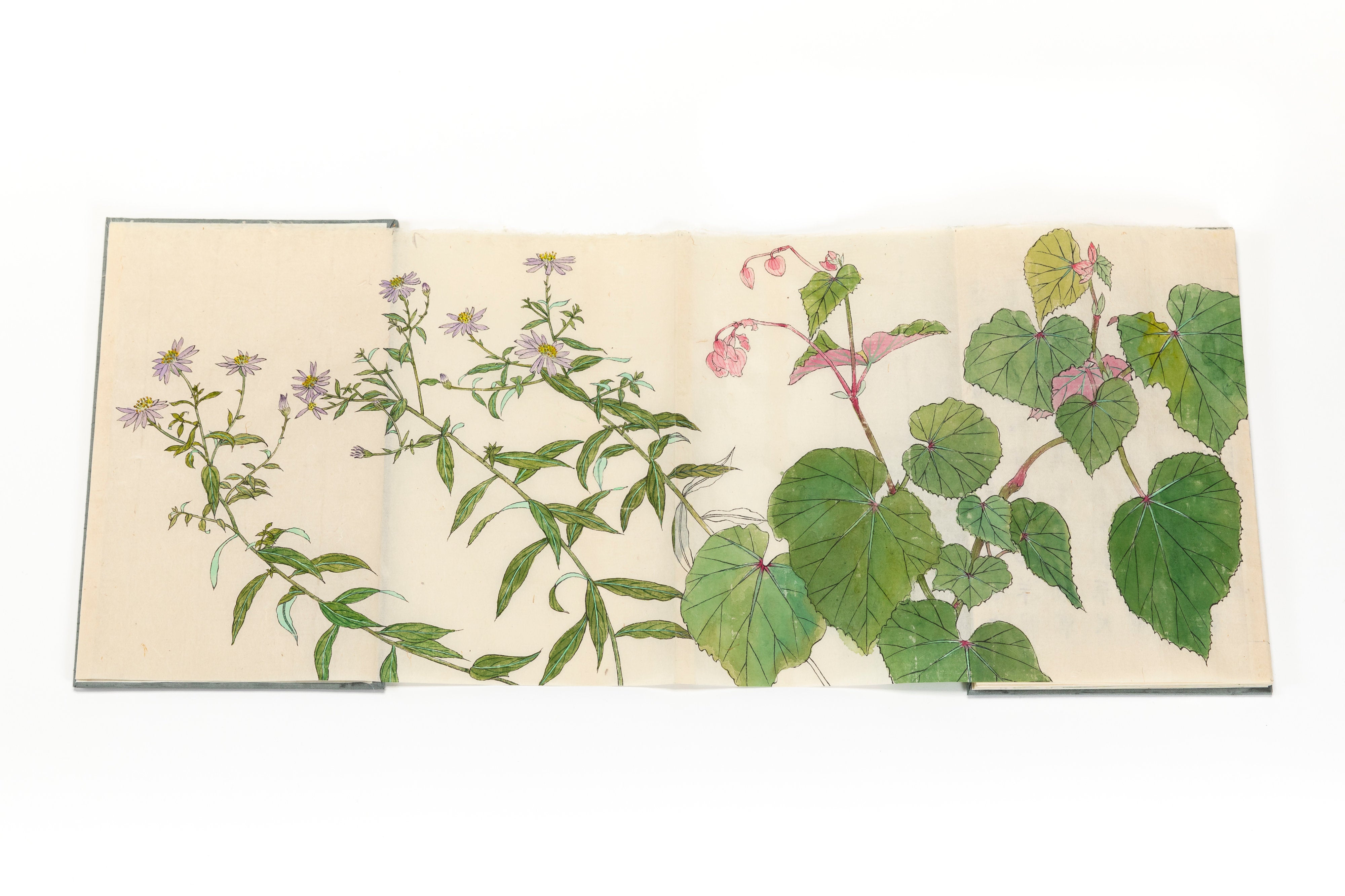 折本 「茶花帖」 | 川岸 富士男