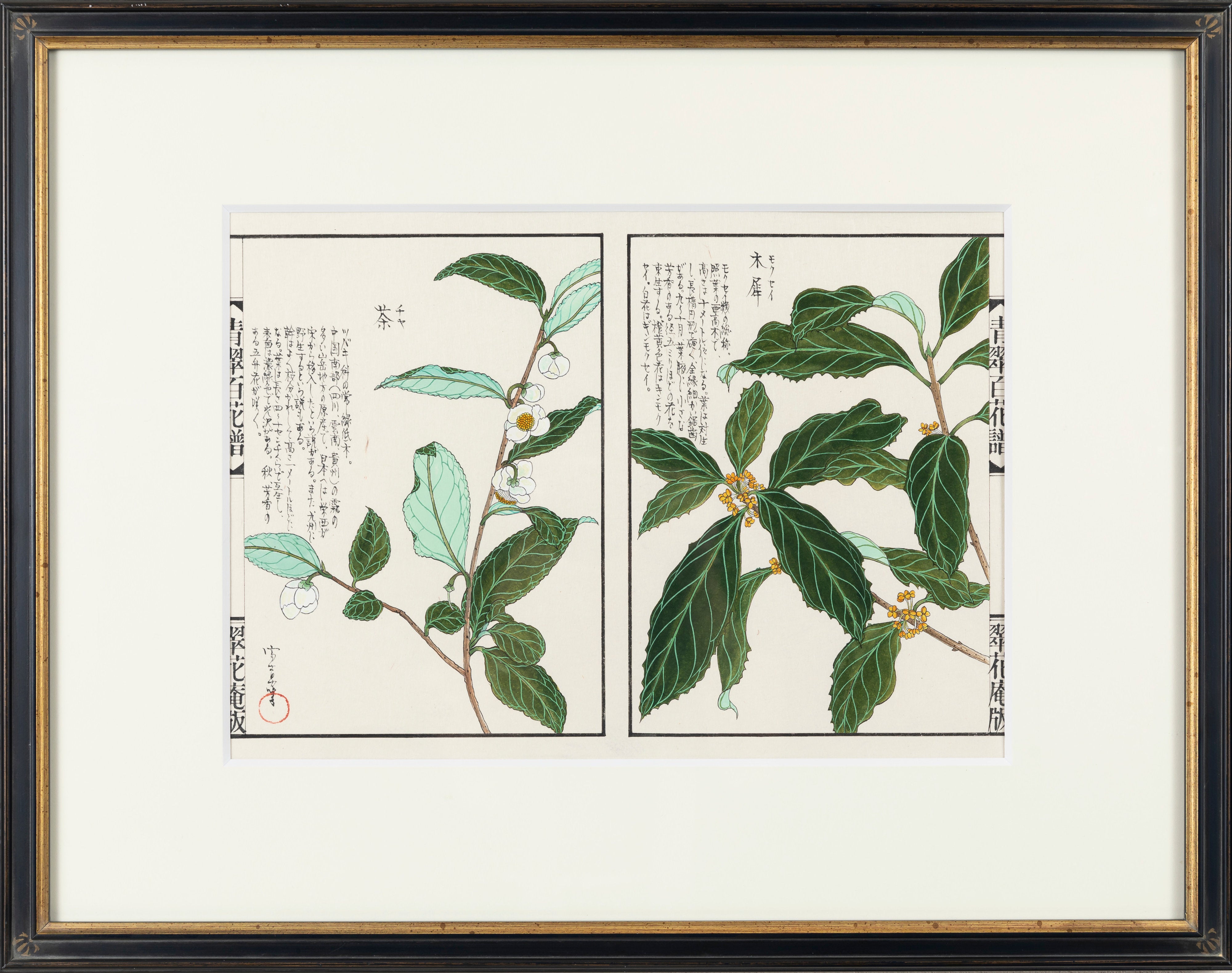 百花譜 「木犀・茶」 | 川岸 富士男