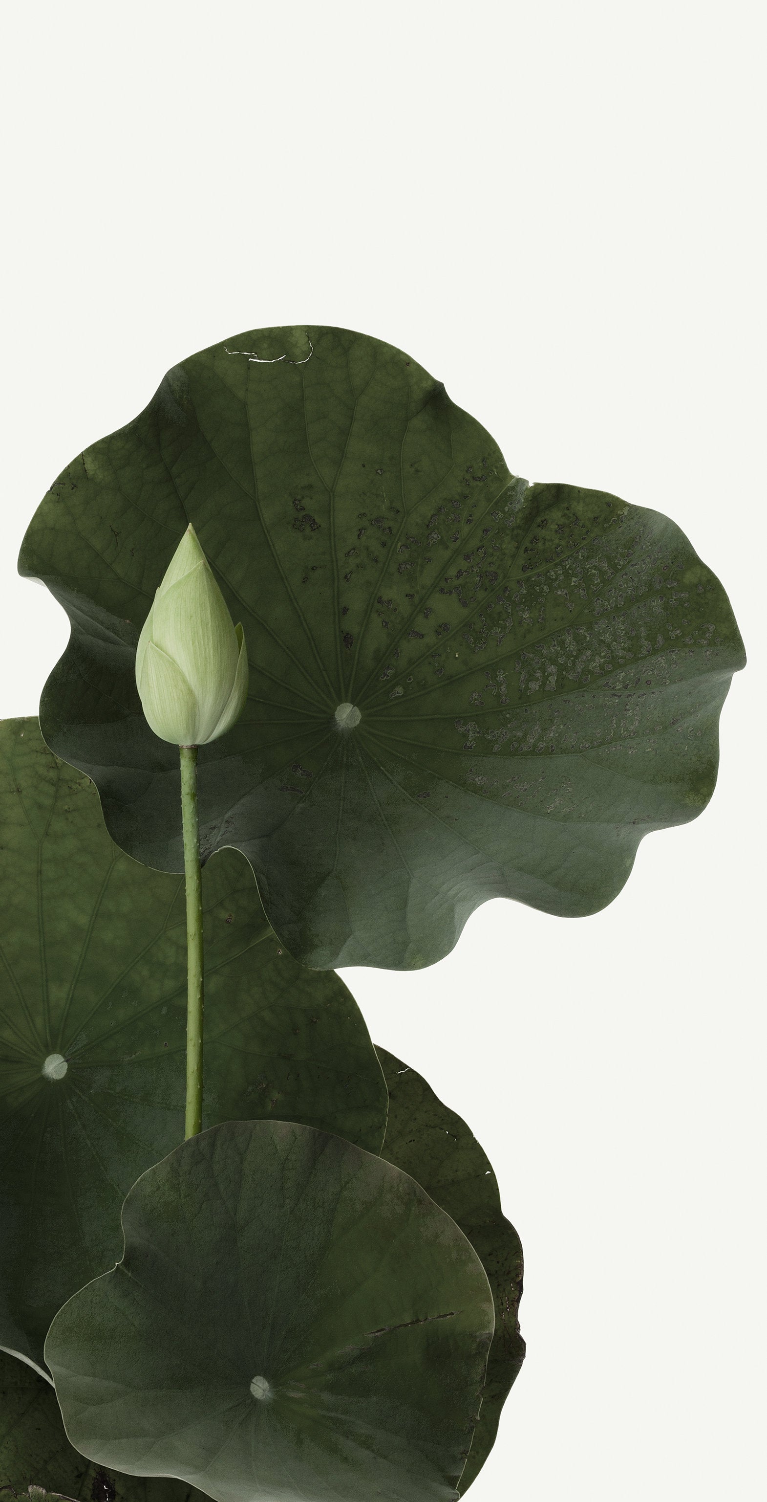 「真如蓮 7」（2/15) | 鞆岡 隆史