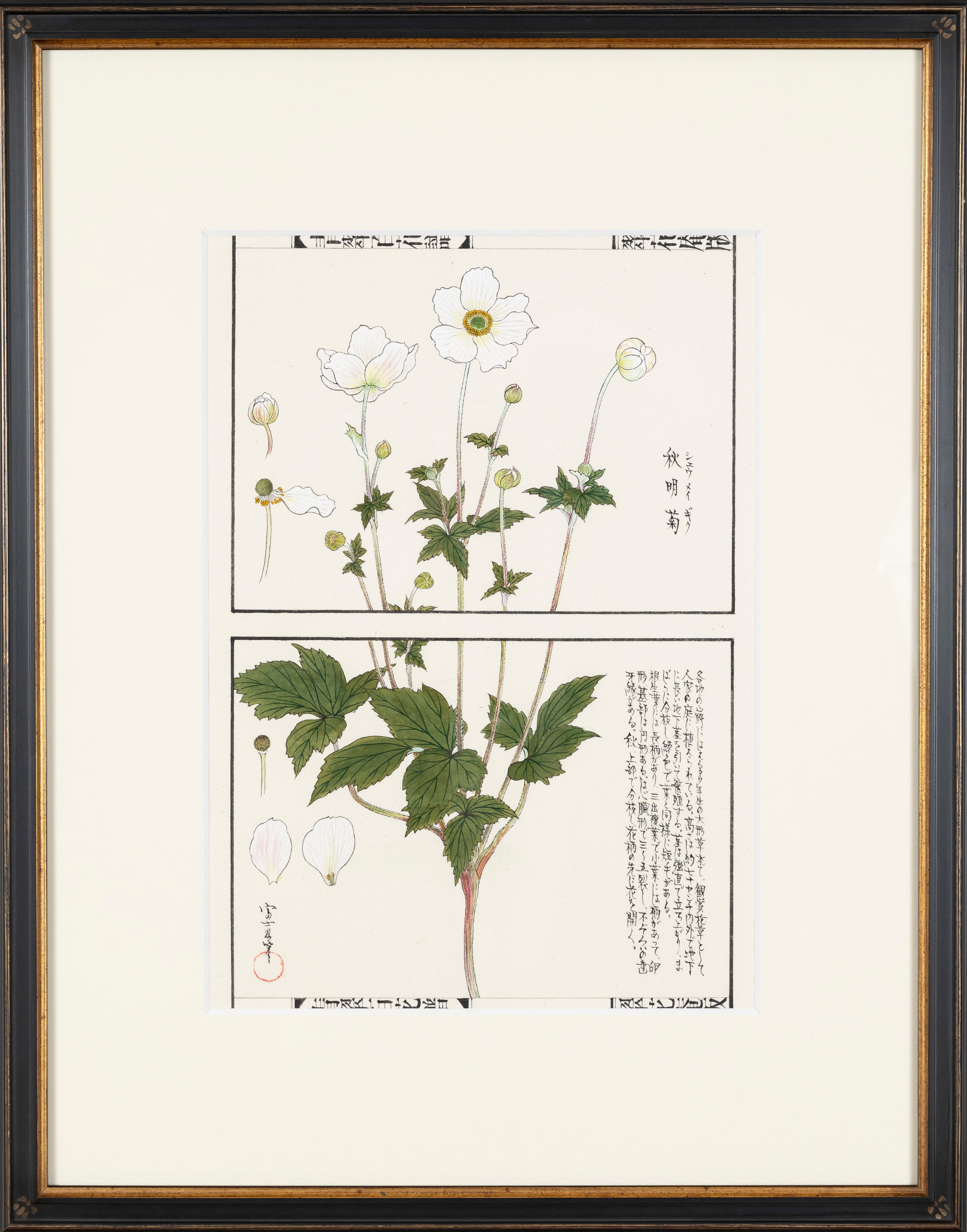 百花譜 「秋明菊」 | 川岸 富士男