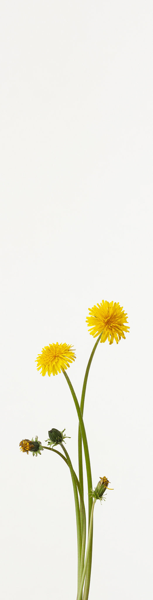 “樱花8”（1/15）