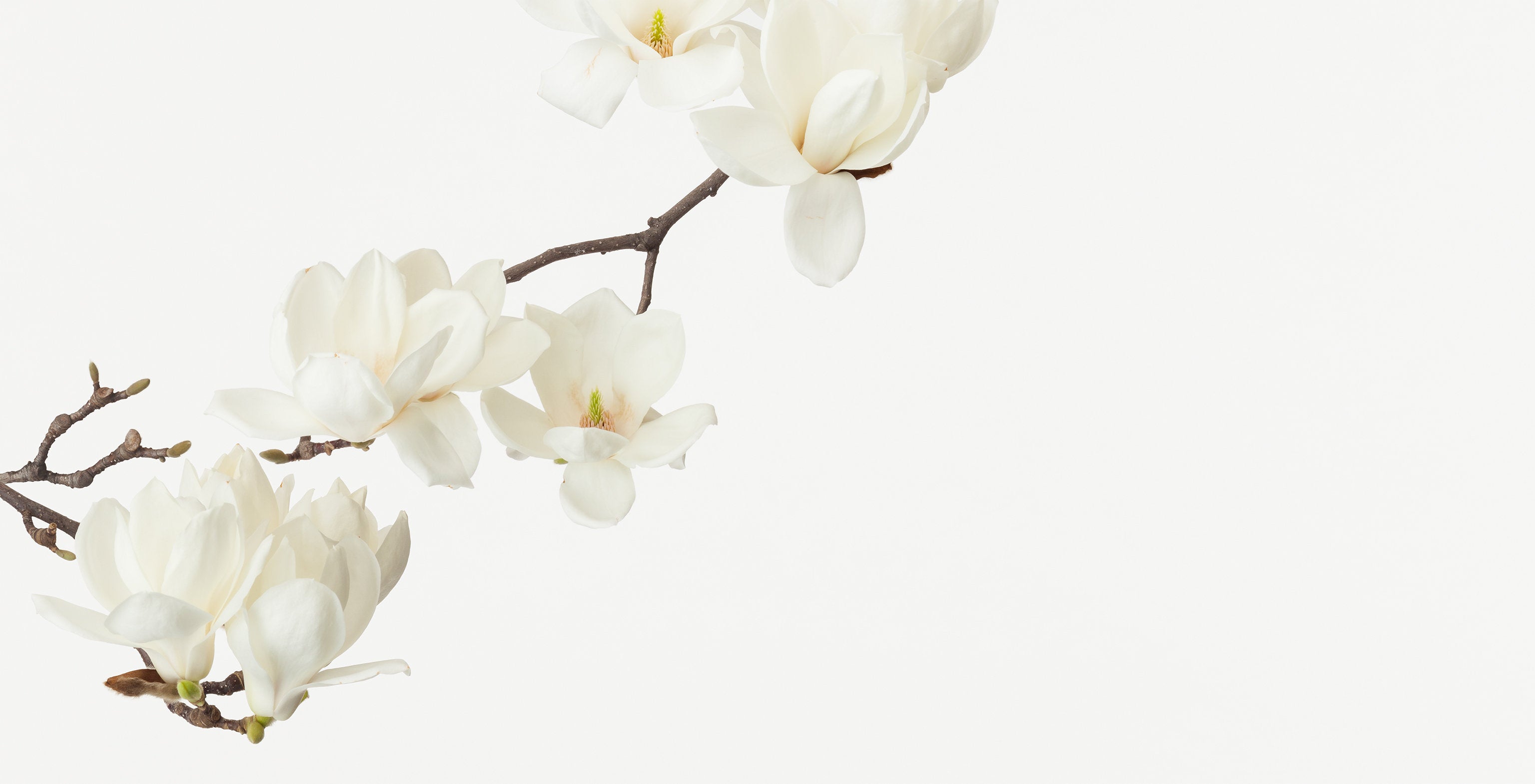 「白木蓮 5」（3/5) | 鞆岡 隆史